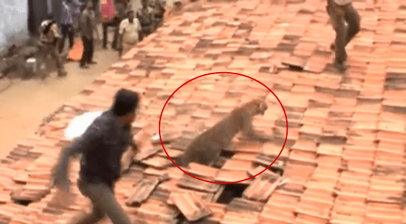 Leopardo escondido em telhado ataca moradores na Índia