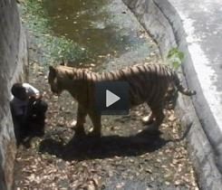 Vídeo registra exato momento em que jovem é atacado por tigre em Nova Delhi