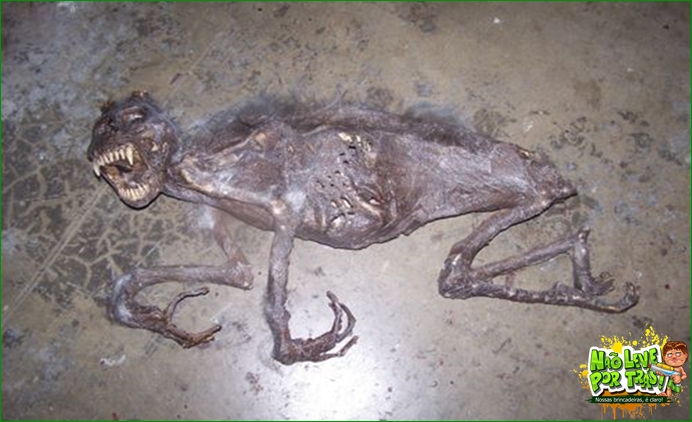 Restos mortais de um  chupa-cabra é finalmente encontrado! Verdadeiro ou falso?