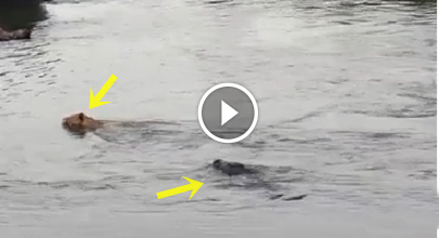 Flagrante: Crocodilo ataca leão no momento em que atravessava o rio