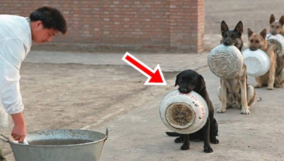 Cães policiais aguardando o almoço na China