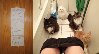 Sua vida antes e depois de adotar um gato