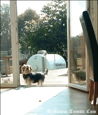 Tobias, o cachorro que respeita portas invisiveis