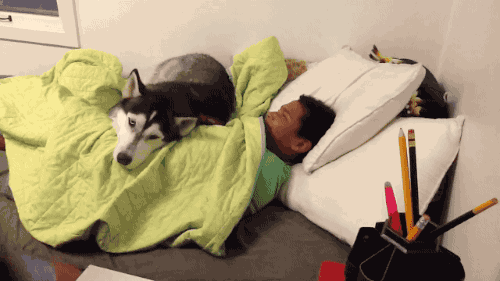O cachorro que te protege de acordar cedo