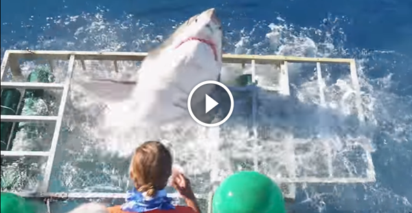 Quando um tubarão branco resolve invadir a gaiola do mergulhador o barato fica lokoo