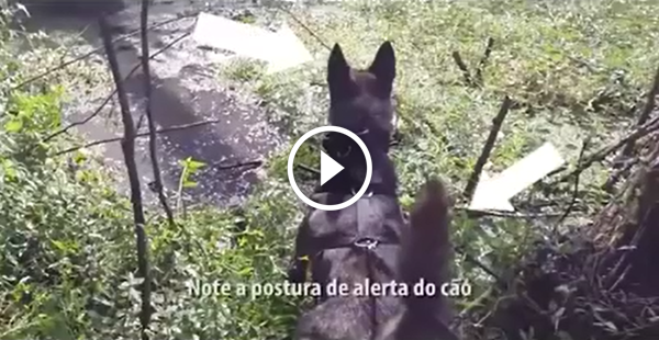 Cão policial fareja e encontra criminosos escondido no pântano