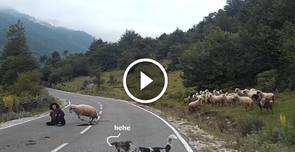 Cão pastor se distraí e ovelhas aproveitam o momento para descer o sarrafo em sua dona