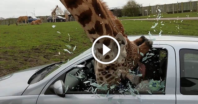 O que não fazer se uma girafa enfiar a cabeça no interior do seu carro