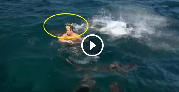 O apresentador que mostrou na prática, que não se deve nadar junto com tubarões!