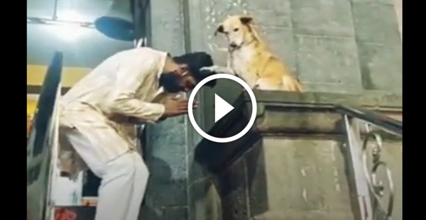 Joanilson, o cachorro que abençoa pessoas na porta do templo